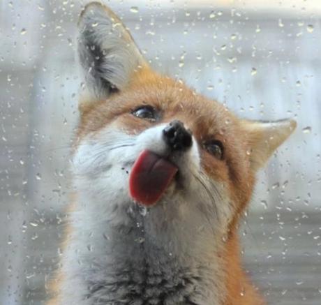 Fox Licking a Window