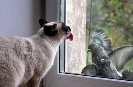 Cat Licking a Window