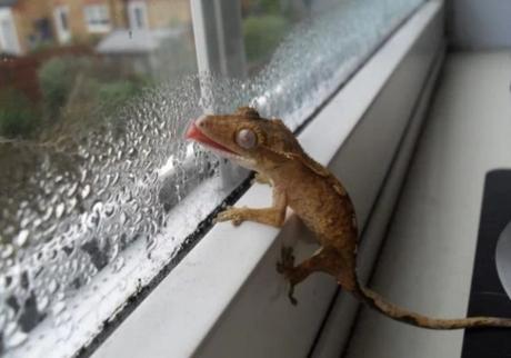 Crestie Licking a Window