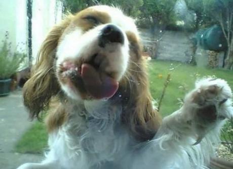 Dog Licking a Window