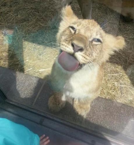 Lion Cub Licking a Window