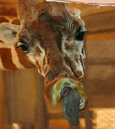 Giraffe Licking a Window