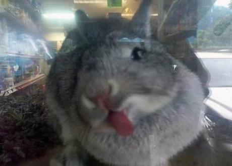 Rabbit Licking a Window