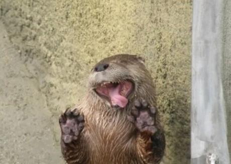 Otter Licking a Window