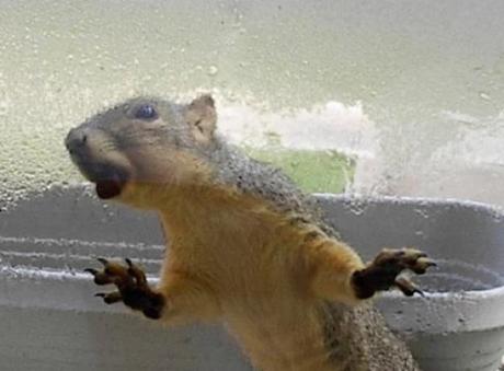 Squirrel Licking a Window