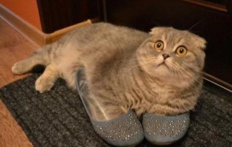 Cat Wearing Shoes