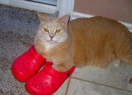 Cat Wearing Shoes