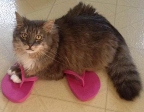 Cat Wearing Shoes