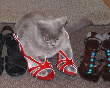 Cat Wearing Shoes