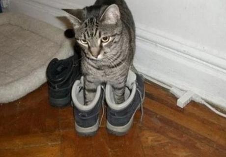 Cat Wearing Shoes