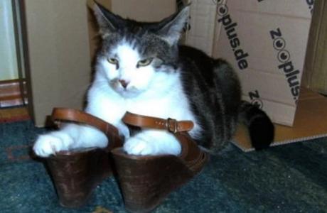 Cat Wearing Shoes