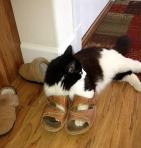 Cat Wearing Shoes