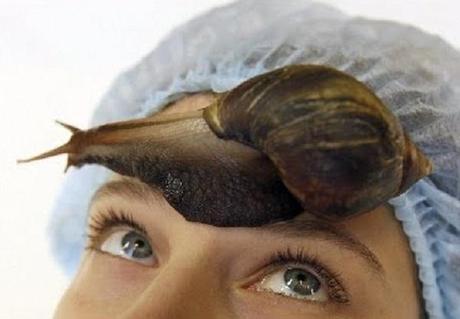 The Snail Massage