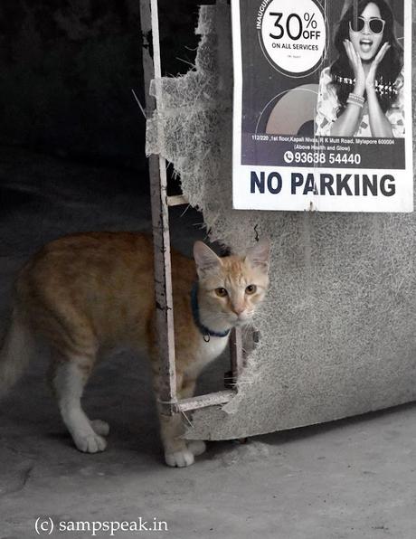 Expectations ! ~ Cat is out of the gate !!! Expectations ! ~ Cat is out of the gate !!!