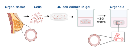 Mammary glands in a dish – what miniature organs reveal about evolution, lactation, regeneration and breast cancer