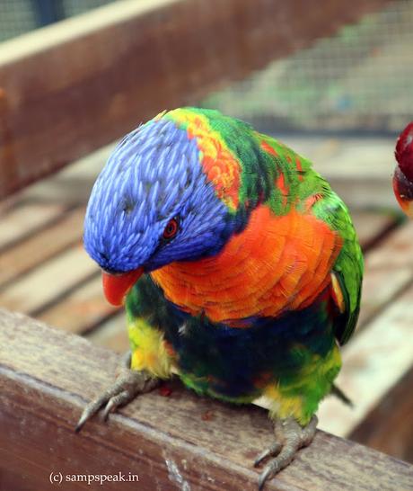 Parrot lorri - Galileo Galilei !!! பஞ்சவா்ணக்கிளி நீ பறந்த பின்னாலும் .. Parrot lorri - Galileo Galilei !!! பஞ்சவா்ணக்கிளி நீ பறந்த பின்னாலும் ..