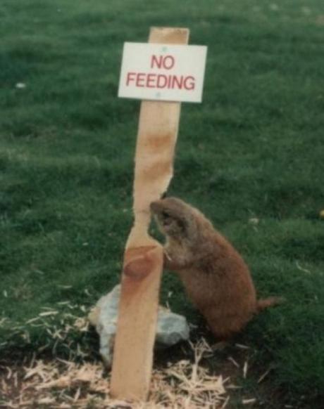 Rebellious Beaver