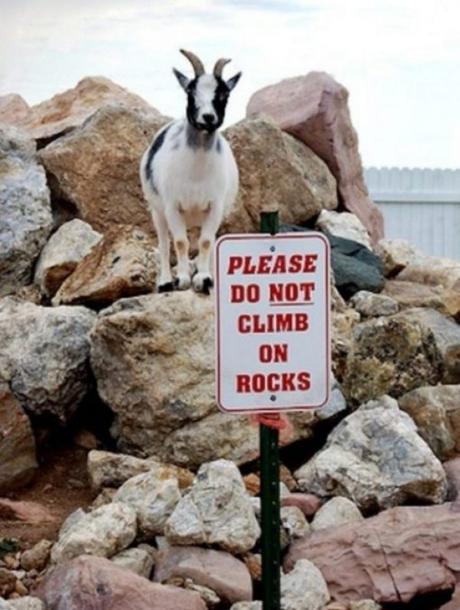 Rebellious Goat