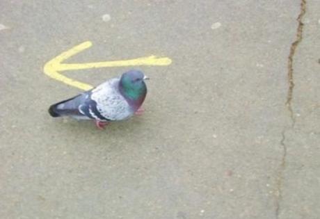 Rebellious Pigeon