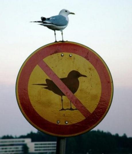 Rebellious Seagull