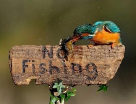 Rebellious Kingfisher