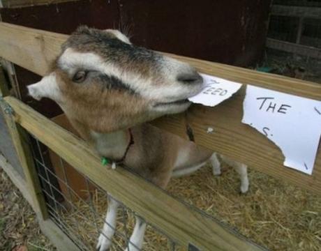 Rebellious Goat