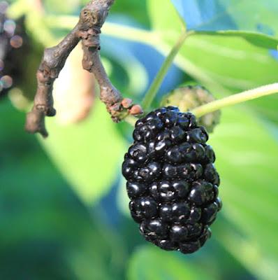 South Dakota Trees—why a mulberry is not a blackberry even though it looks like one