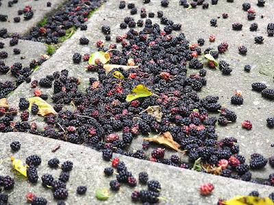 South Dakota Trees—why a mulberry is not a blackberry even though it looks like one