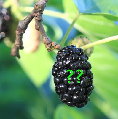 South Dakota Trees—why a mulberry is not a blackberry even though it looks like one