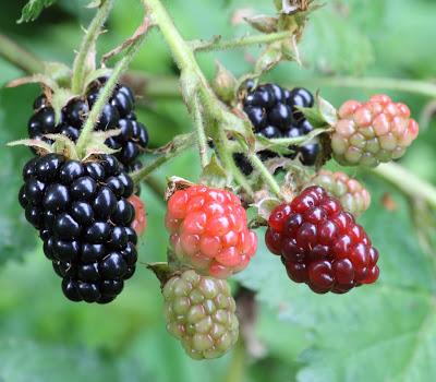 South Dakota Trees—why a mulberry is not a blackberry even though it looks like one