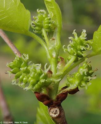 South Dakota Trees—why a mulberry is not a blackberry even though it looks like one