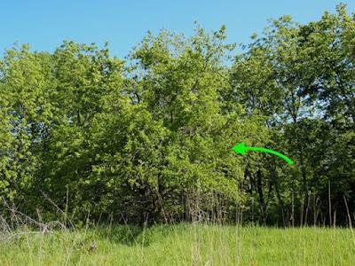 South Dakota Trees—why a mulberry is not a blackberry even though it looks like one