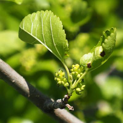 South Dakota Trees—why a mulberry is not a blackberry even though it looks like one