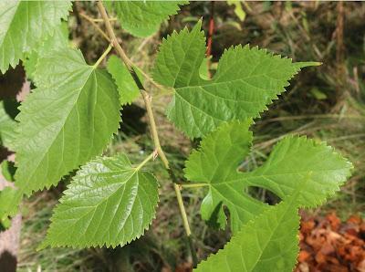 South Dakota Trees—why a mulberry is not a blackberry even though it looks like one