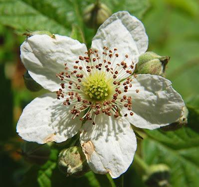 South Dakota Trees—why a mulberry is not a blackberry even though it looks like one