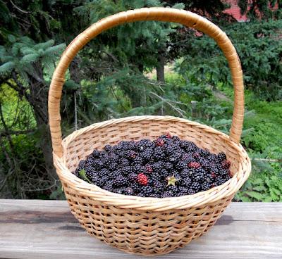 South Dakota Trees—why a mulberry is not a blackberry even though it looks like one