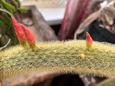 Patience is a virtue - the cactus flowers