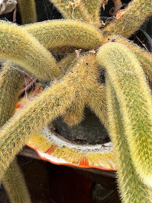 Patience is a virtue - the cactus flowers