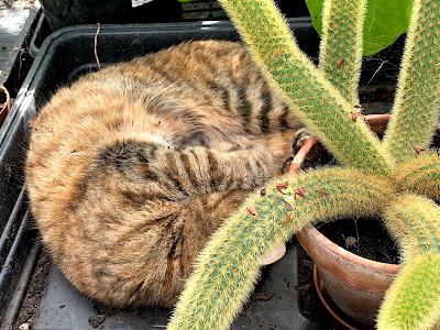 Patience is a virtue - the cactus flowers