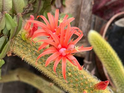 Patience is a virtue - the cactus flowers