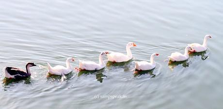 வாத்து மடையன் - discipline and intelligence of Ducks !! வாத்து மடையன் - discipline and intelligence of Ducks !!