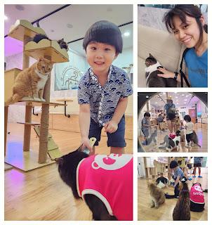 JB Cat Cafe: Chucky Cat Cafe