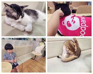 JB Cat Cafe: Chucky Cat Cafe