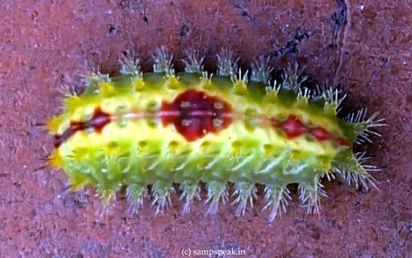 Entomology ! - சித்தெறும்பு என்ன கடிக்குது !! -  Green caterpillar ?!?