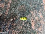 Entomology சித்தெறும்பு என்ன கடிக்குது Green Caterpillar