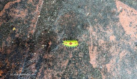 Entomology ! - சித்தெறும்பு என்ன கடிக்குது !! -  Green caterpillar ?!?