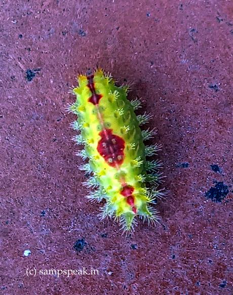 Entomology ! - சித்தெறும்பு என்ன கடிக்குது !! -  Green caterpillar ?!?