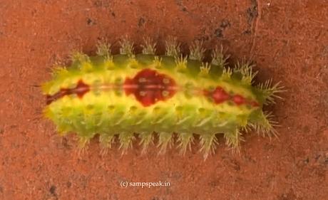 Entomology ! - சித்தெறும்பு என்ன கடிக்குது !! -  Green caterpillar ?!?