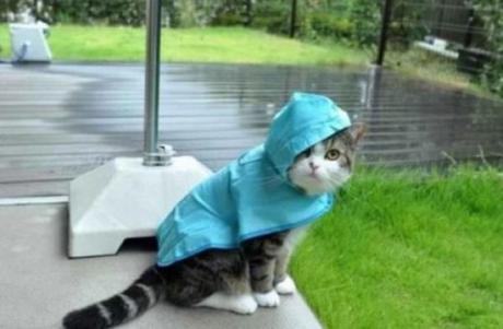 Cat Avoiding the Rain