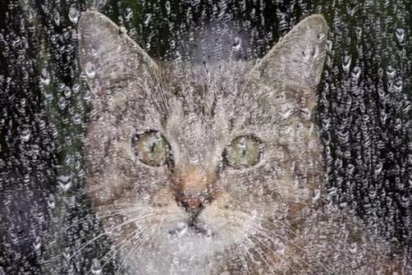 Cat Avoiding the Rain